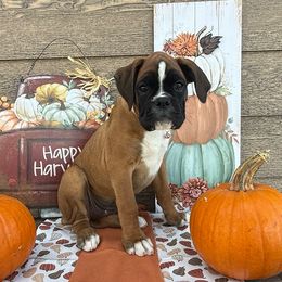 Miss Pink Poppy - Fawn female Boxer puppy in Stevensville, Montana from The Holistic Boxer