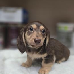 Marcus - Chocolate and cream male Dachshund puppy in Oklahoma City, Oklahoma from OkieDoxieland Dachshunds