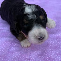 Bernedoodle Puppies from Bernedoodles of Kentucky