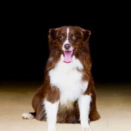 Tweeder - Australian Shepherd