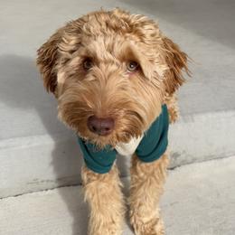 Luca - Goldendoodle
