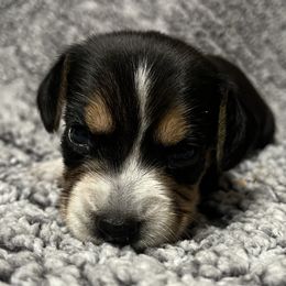 Pink - Black tan and bluetick female Beagle puppy in Jasper, Texas from Beech Grove Beagles