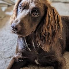 Brogue - English Cocker Spaniel