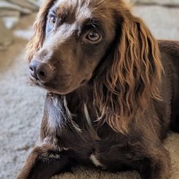 Brogue - English Cocker Spaniel