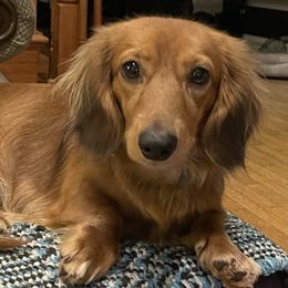 Bailey - Dachshund