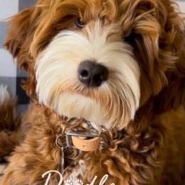 Boots - Goldendoodle