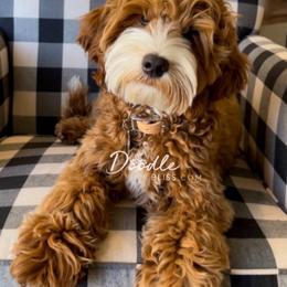 Boots - Goldendoodle