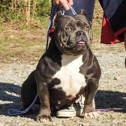 Sicily  - American Bully