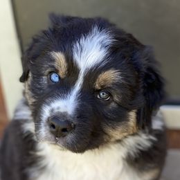Jonny Cash - Australian Shepherd puppy in Polson, Montana from Whiskey River Aussies