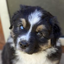Jonny Cash - Australian Shepherd puppy in Polson, Montana from Whiskey River Aussies