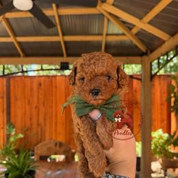 Green - Red  male Poodle puppy in Modesto, California from Oso’s Red Toy, Mini, & Standard Poodles