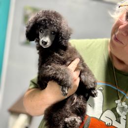 Mochi - Silver male Poodle puppy in Marsing, Idaho from Araceli Toy Poodles