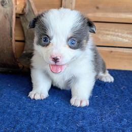 Sookie St James - Blue female Pembroke Welsh Corgi puppy in Shawnee, Oklahoma from Sunray Ranch