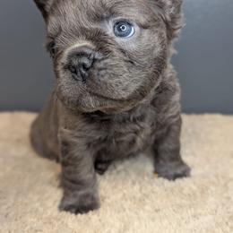 Kardashian - Blue female French Bulldog puppy in Rochester, New York from Upstate Champion Kennels
