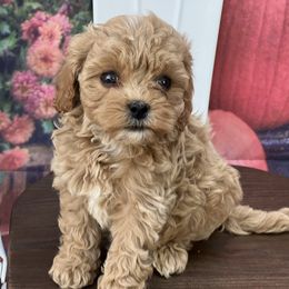 Hans Solo - Apricot male Cavapoo puppy in Yellville, Arkansas from Ozark Mountain Doodles & Pugs