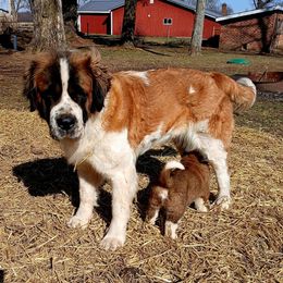 Lady Mae - Saint Bernard