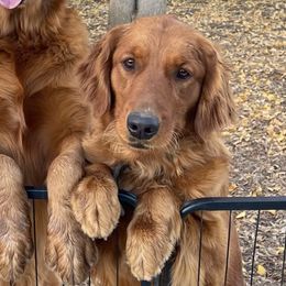 Dasiy - Golden Retriever