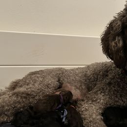 Poodles from S. E. Standard Poodles