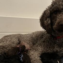 Poodles from S. E. Standard Poodles