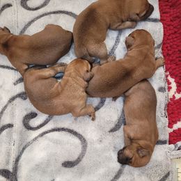 Irish Terrier Puppies from Back Country Terriers