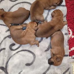 Irish Terrier Puppies from Back Country Terriers