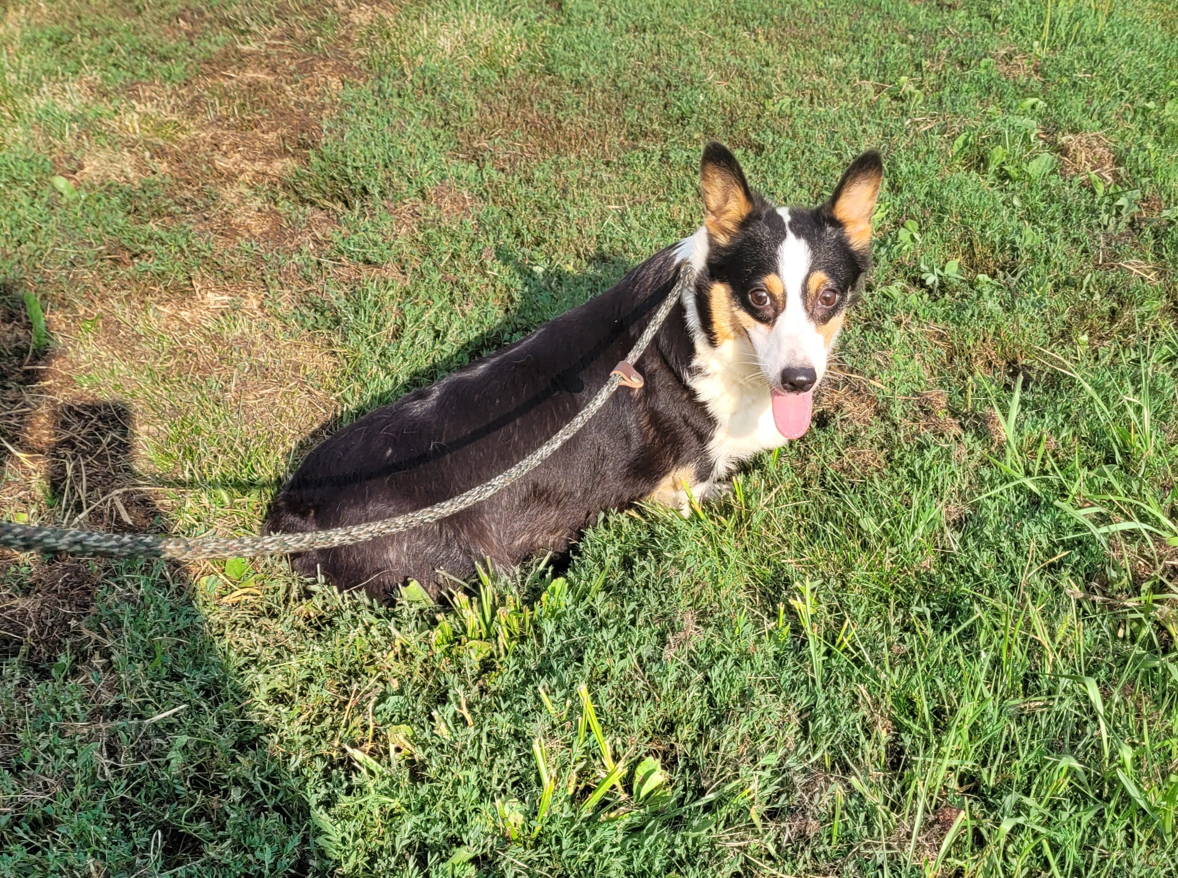 Border Collies and Pembroke Welsh Corgis from Kickin It Acres BCs
