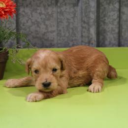 Kit - Cream male Whoodle puppy in West Bend, Iowa from Blue Skies Terriers