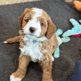 Riley - Red  male Goldendoodle puppy in Wharton, Texas from Little Fur Friends
