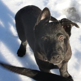 German Shepherd Puppies from Thornock Shepherds