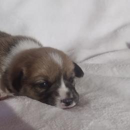 Triple Clear, OFA parents, CKC - Sable female American Corgi puppy in Harpursville, New York from Rex Farm Corgis