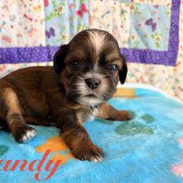 Randy - Red male Shih Tzu puppy in Hemet, California from Aloha Shih Tzu