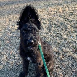 Girl 3 - female Dutch Shepherd puppy in Ball Ground, Georgia from Coswald's