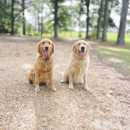 Golden Retriever All Grown Up from Magnolia Farm
