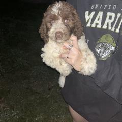 Baby girl - Liver and white female Springerdoodle puppy in Scott County, Mississippi from Deek’s Designer Doodles