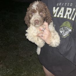 Baby girl - Liver and white female Springerdoodle puppy in Scott County, Mississippi from Deek’s Designer Doodles