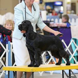 Field Spaniel Puppies from Arietta Field Spaniels