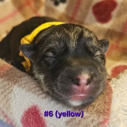 6 (yellow) - Black tan and white female Siberian Husky puppy in Dane, Wisconsin from Sunny Hurricane Siberians
