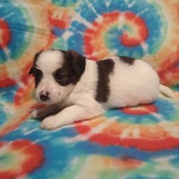 Papillon Puppies from Michelle's Papillions