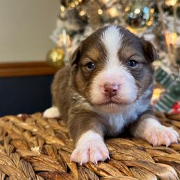 Tucker - Red tri-color male Miniature American Shepherd puppy in Ash Grove, Missouri from 3 Barrels Farms, LLC