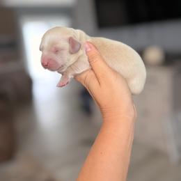 Bo - Cream male Dachshund puppy in Martinsville, Virginia from Ana’s Beautiful Doxies