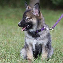 Dahlia - Wolf sable female Pomsky puppy in Missouri from Husky Hill Kennel