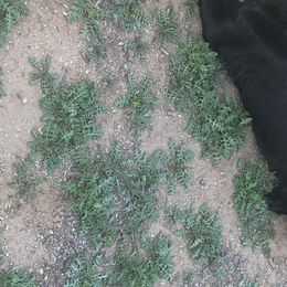 Emmy - Australian Shepherd