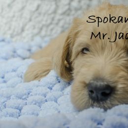 Labradoodle Puppies from Spokane Doodle