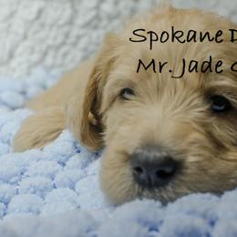 Labradoodle Puppies from Spokane Doodle
