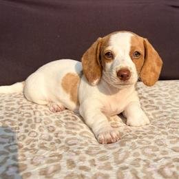 ELLA - Piebald female Dachshund puppy in Saylorsburg, Pennsylvania from Alex Cartagena
