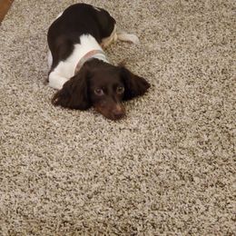 Oakley - Dachshund