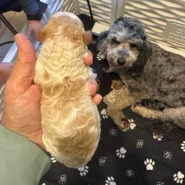 Boy 2 - Apricot male Goldendoodle puppy in Ocala, Florida from The Treasured Puppies Department