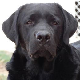 Labrador Retriever All Grown Up from Timber's Labradors