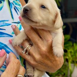 Oliver - Cream male Dachshund puppy in Vero Beach, Florida from Joseph’s Dachshunds
