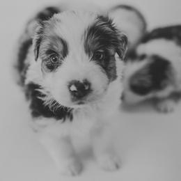 Australian Shepherd and Poodle Puppies from All Hale Aussies